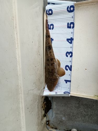 ベッコウゾイの釣果