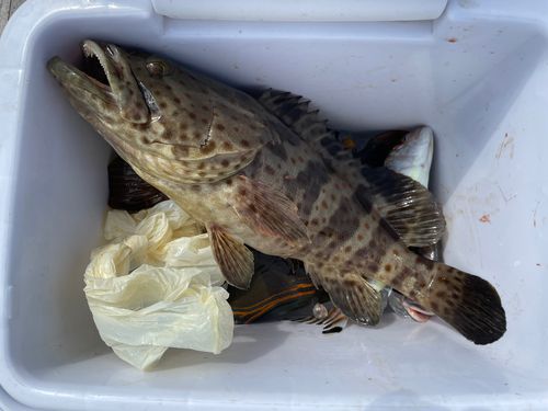 ハタの釣果