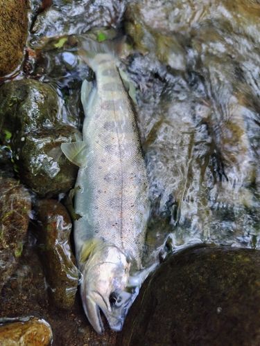 アマゴの釣果