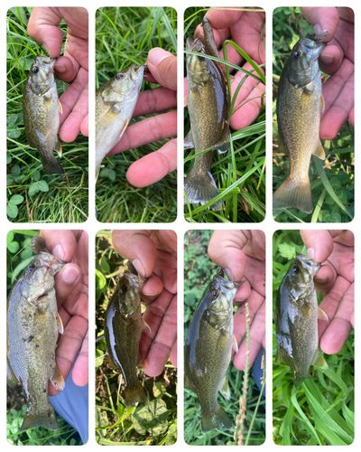 スモールマウスバスの釣果