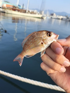 チャリコの釣果