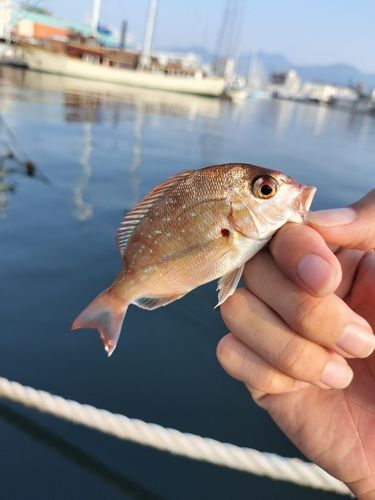 チャリコの釣果