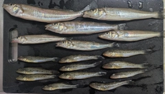 シロギスの釣果