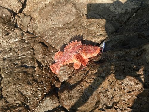 オニカサゴの釣果