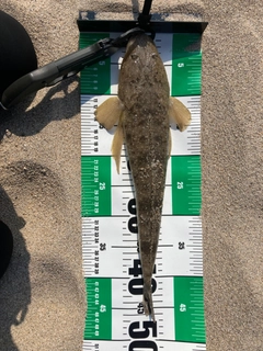 マゴチの釣果