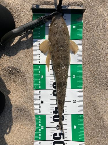 マゴチの釣果