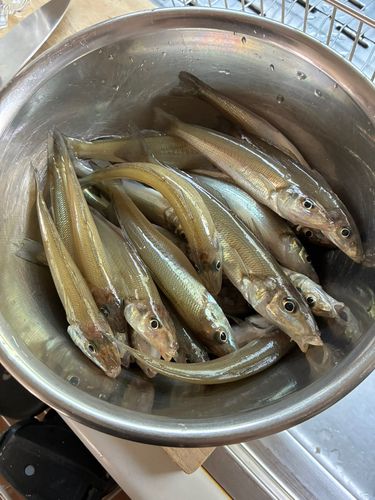 シロギスの釣果