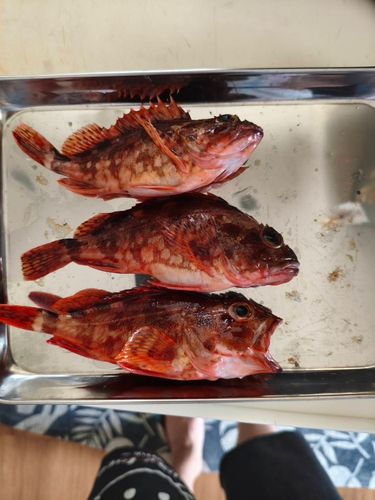 アラカブの釣果