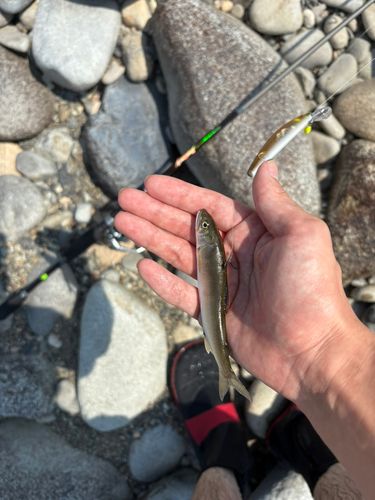 アユの釣果