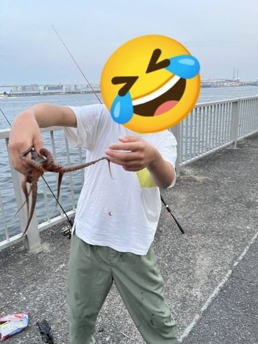 タコの釣果