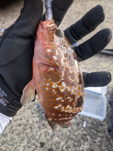 キジハタの釣果