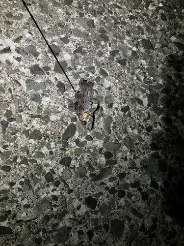 ソイの釣果
