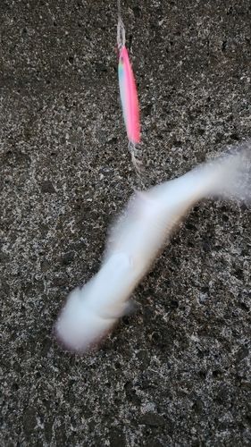 エソの釣果