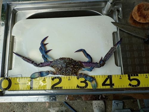 タイワンガザミの釣果