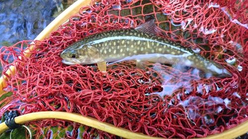 ヤマメの釣果