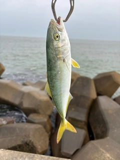 ワカシの釣果