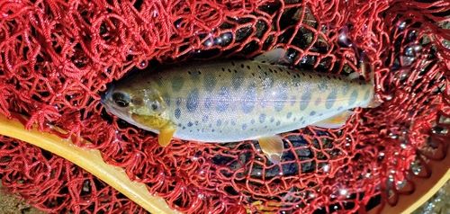 ヤマメの釣果