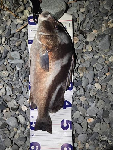 コショウダイの釣果
