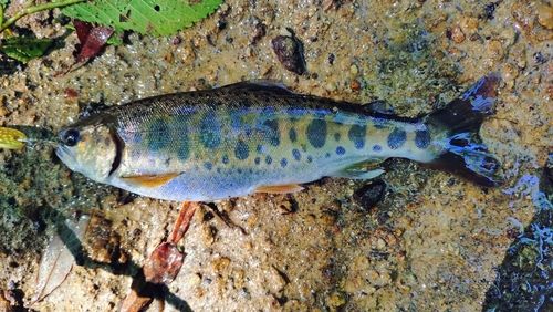 ヤマメの釣果