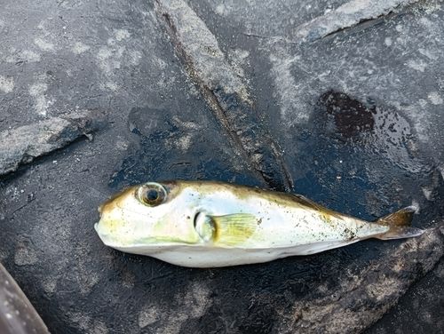 シロサバフグの釣果