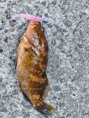 アコウの釣果