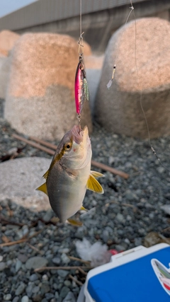 ショゴの釣果