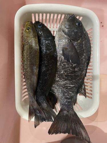 クチブトグレの釣果