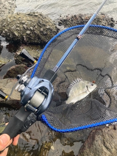 キビレの釣果