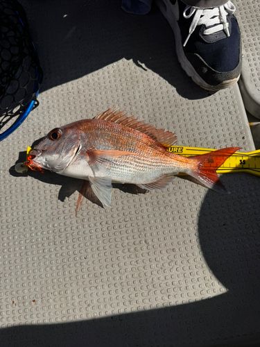 タイの釣果