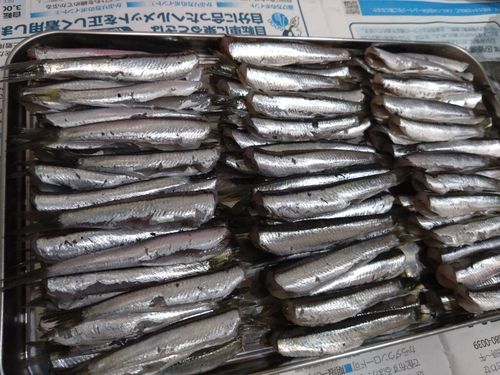 カタクチイワシの釣果