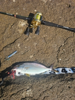 ショゴの釣果