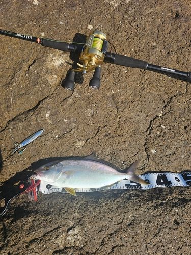 ショゴの釣果