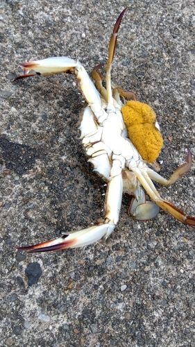 ガザミの釣果