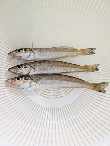 キスの釣果