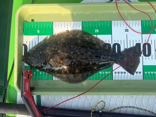 ソゲの釣果