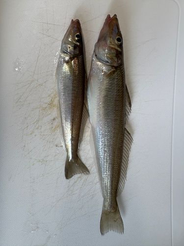 キスの釣果