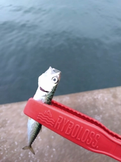 サバの釣果