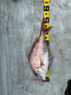 マダイの釣果