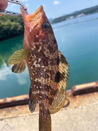 アコウの釣果