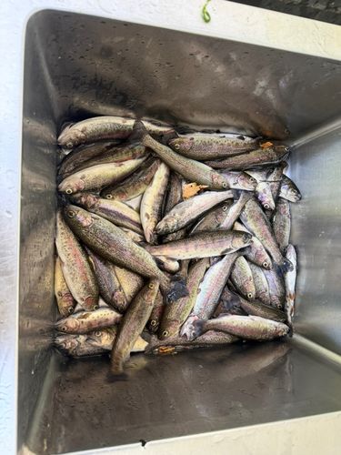 ヤマメの釣果
