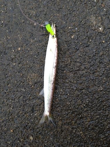 カマスの釣果