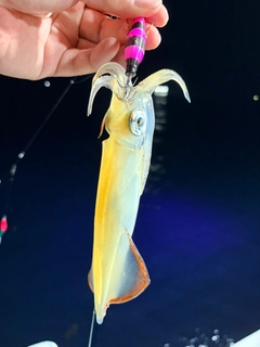 ケンサキイカの釣果
