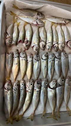 アジの釣果