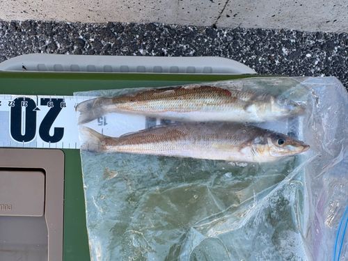 シロギスの釣果