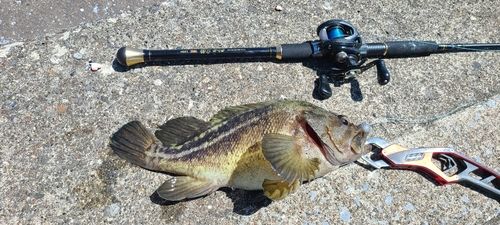ソイの釣果