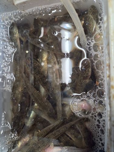ハゼの釣果