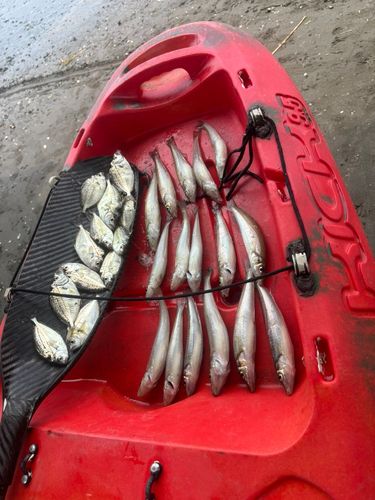 釣果