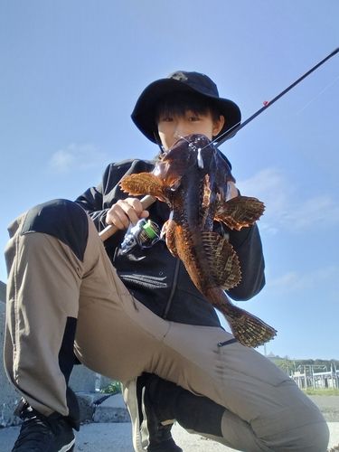 カジカの釣果