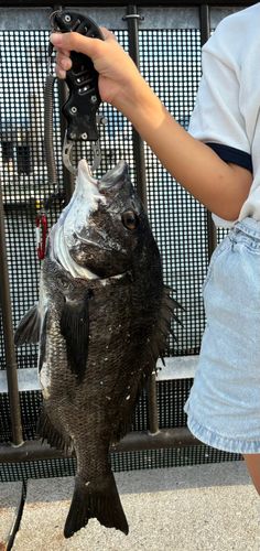 チヌの釣果