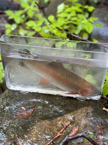 アメマスの釣果